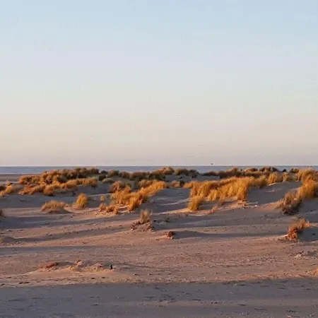 Kleiner Seehund Comfortable Borkum